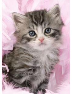 DOUCEUR DE CHATON-500P 2