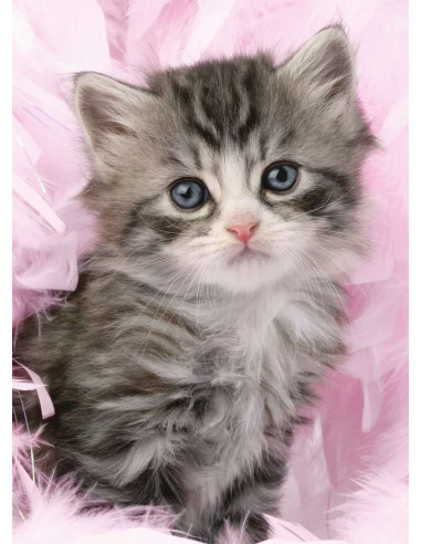 DOUCEUR DE CHATON-500P