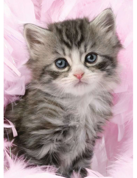 DOUCEUR DE CHATON-500P