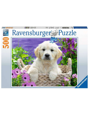 Doux golden retriever 500p
