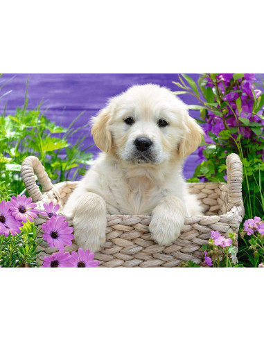 Doux golden retriever 500p
