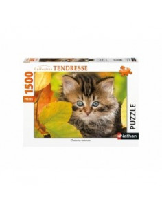 CHATON EN AUTOMNE
