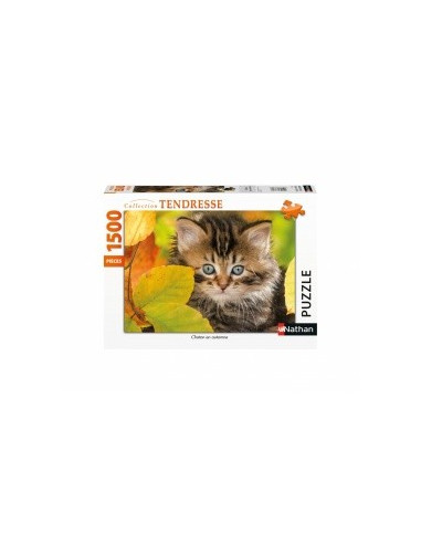 CHATON EN AUTOMNE