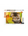 CHATON EN AUTOMNE