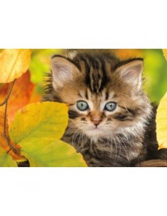 CHATON EN AUTOMNE 2