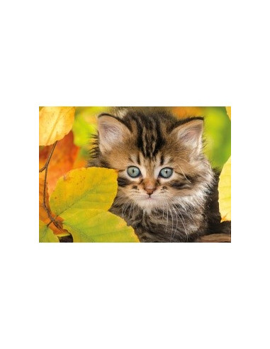CHATON EN AUTOMNE