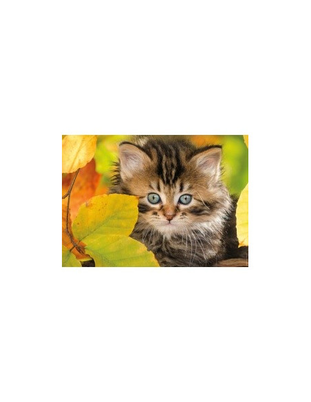CHATON EN AUTOMNE