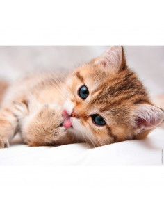 LA TOILETTE DU CHAT 2