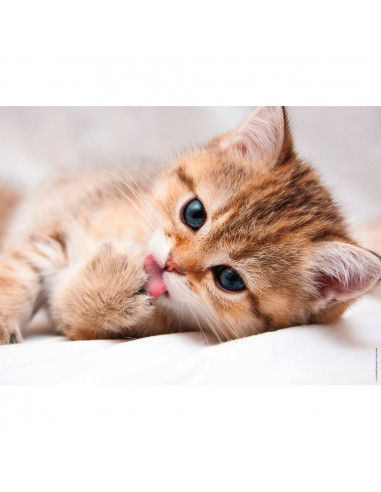 LA TOILETTE DU CHAT