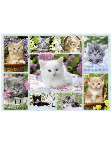 CHATONS DANS LEUR CORBEILLE