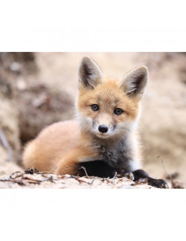 PETIT RENARD