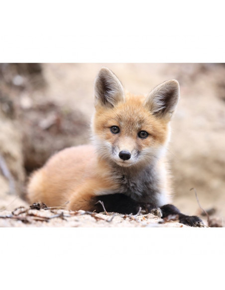 PETIT RENARD