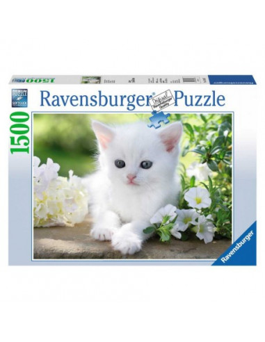 CHATON BLANC
