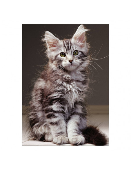LE CHATON MAINE COON 1000PCS