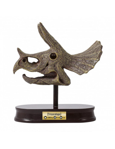 MUSEUM DINO SKULL - T-REX TRICERATOPS