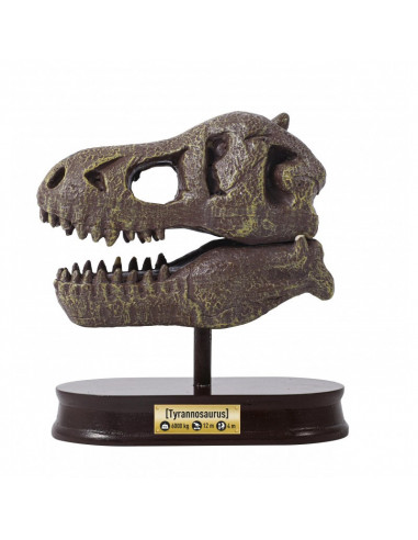 MUSEUM DINO SKULL - T-REX TYRANNOSAURE
