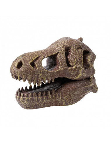 MUSEUM DINO SKULL - T-REX TYRANNOSAURE