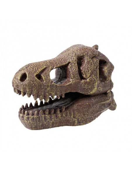 MUSEUM DINO SKULL - T-REX TYRANNOSAURE