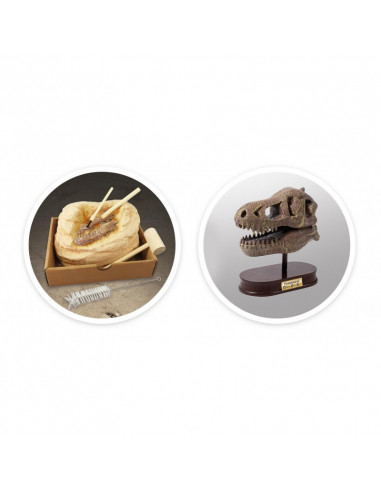MUSEUM DINO SKULL - T-REX TYRANNOSAURE