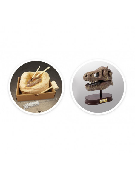 MUSEUM DINO SKULL - T-REX TYRANNOSAURE