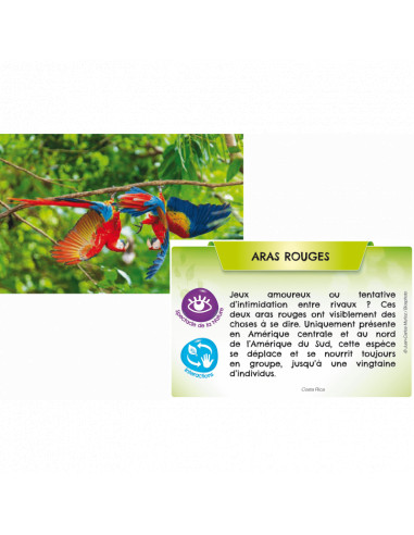 Planete - jungles et forets