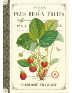 Carnet mots de passe - fraises