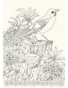 Art book oiseaux 2