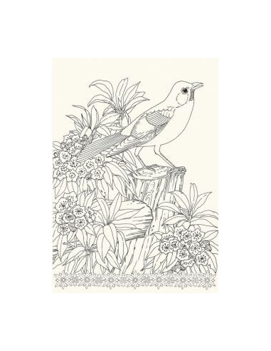 Art book oiseaux