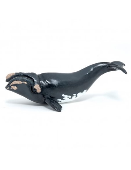 BALEINE FRANCHE