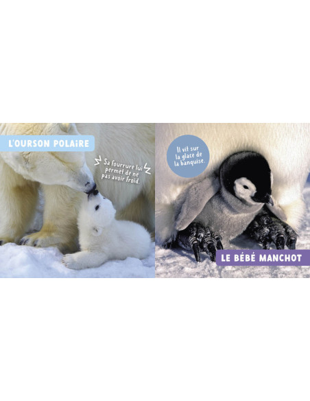 Mon premier doc photo - les bebes animaux - auzou