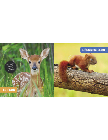 Mon premier doc photo - les bebes animaux - auzou