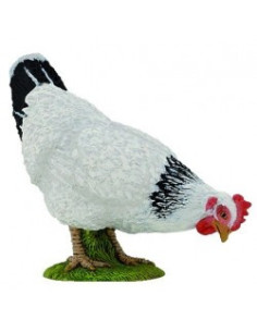 Poule blanche picorant