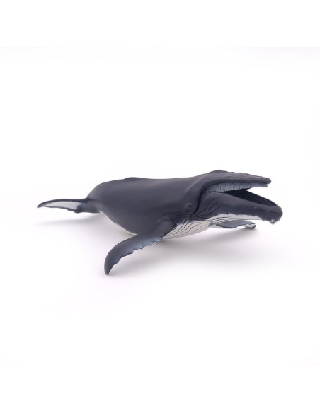 Baleine à Bosse PAPO - Géant des Océans