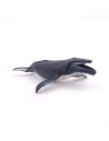 Baleine à Bosse PAPO - Géant des Océans
