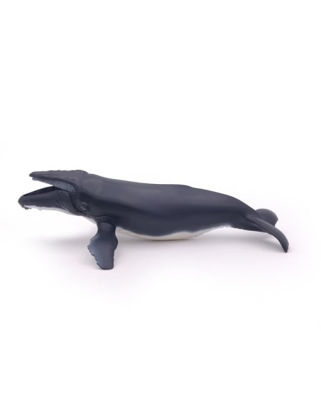 Baleine à Bosse PAPO - Géant des Océans