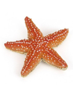 Etoile de mer