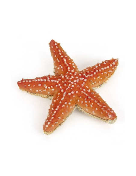 Etoile de mer