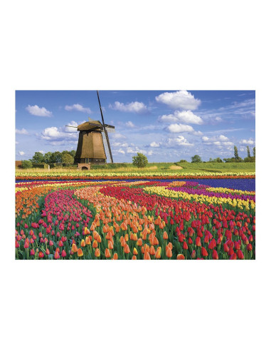 Puzzle 1000 pièces - champs de tulipes - hollande