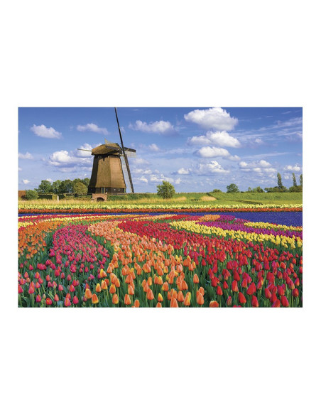 Puzzle 1000 pièces - champs de tulipes - hollande