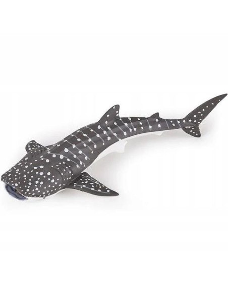 Jeune requin baleine