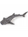 Jeune requin baleine