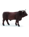 Taureau salers