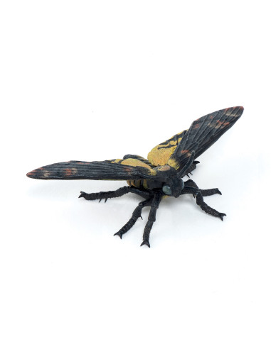 Papillon de nuit