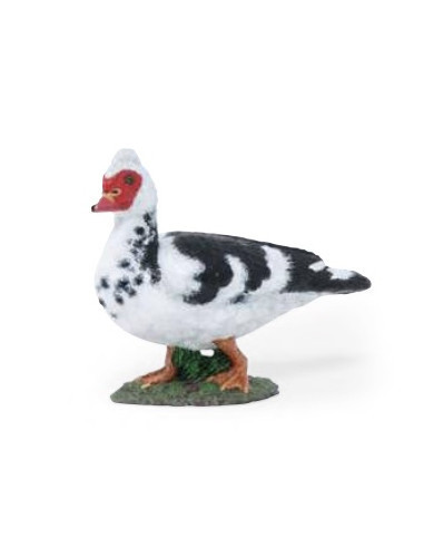 Canard de barbarie