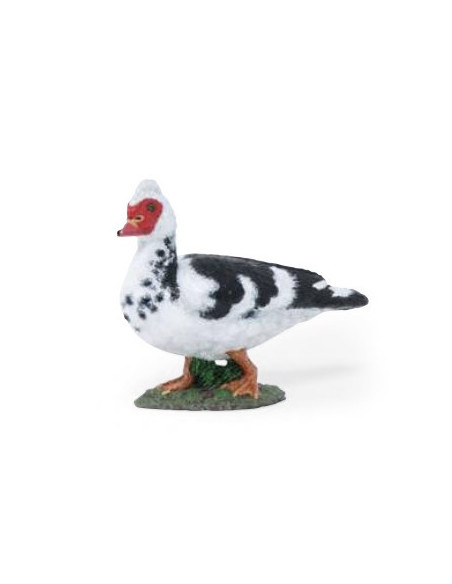 Canard de barbarie