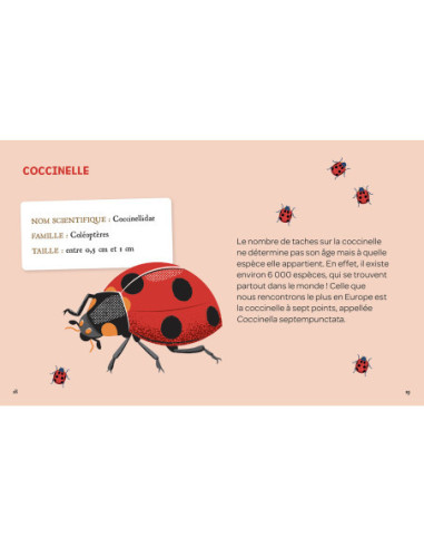 Mes insectes à déterrer