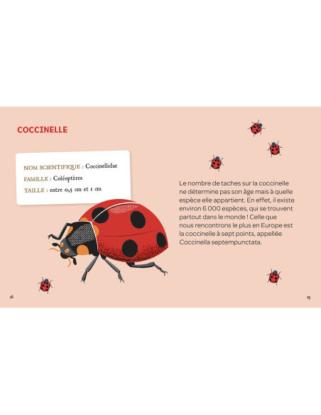 Mes insectes à déterrer