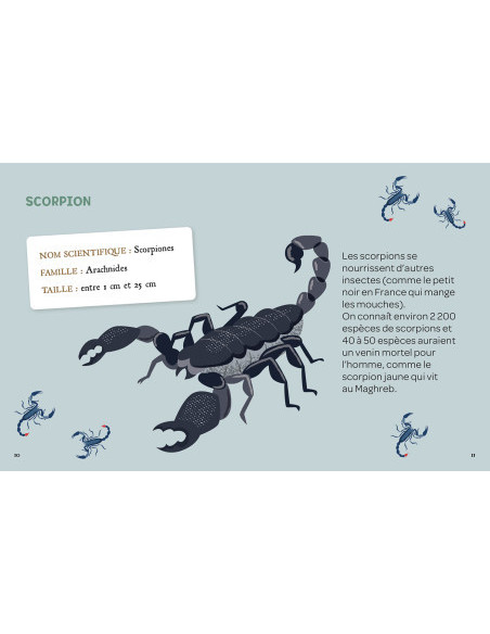 Mes insectes à déterrer