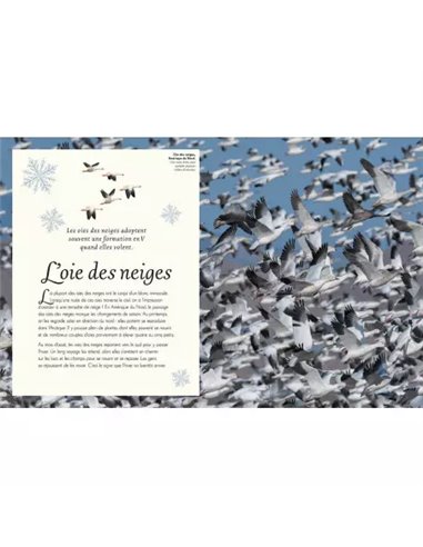  L'ANTHOLOGIE ILLUSTRÉE DES OISEAUX 