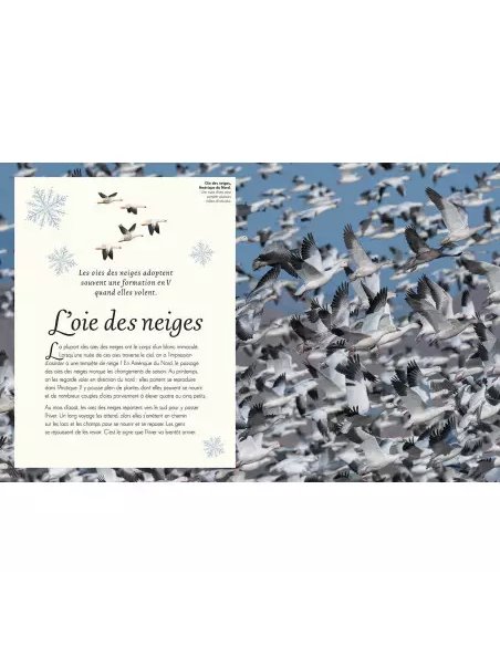  L'ANTHOLOGIE ILLUSTRÉE DES OISEAUX 